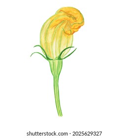 Yellow Flower Of Zucchini Or Pumpkin With Branch Isolated On White Background. Watercolor Hand Drawing Illustration. Perfect For Print Or Food Design.