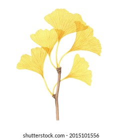 Yellow Ginkgo Biloba Branch With Leaves.