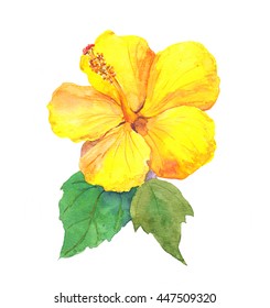 Yellow Hibiscus Flower. Watercolor