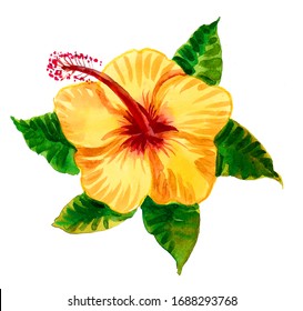 Yellow Hibiscus Flower Watercolor Painting Stock Illustration