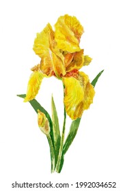 Yellow Iris Flower.watercolor Drawing. Floral Decoration.Element For Design,Greeting Card