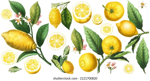 Yellow Lemon Citrus Branches, Fruits, Slices, Blossom, Twigs And Green Leaves, Botanical Elements Isolated On White Background