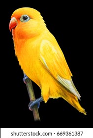 Yellow little African parrot drawing on black background