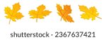 Yellow maple leaf 3d render illustration set - cartoon icon of autumn tree fallen dry foliage in various angles for seasonal design. Orange botanical plant element for fall natural. 3D Illustration
