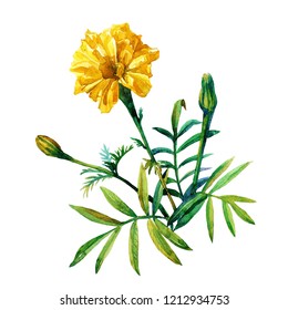 Yellow marigolds isolated white background painted in watercolor 