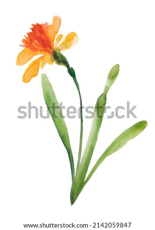 Yellow narcissi watercolor painting on white background