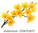 Yellow Peach Apricot blossom flower isolated on white background