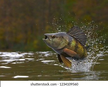 Yellow Perch Fish Jumping Out Of Lake Or River With Splashes 3d Render