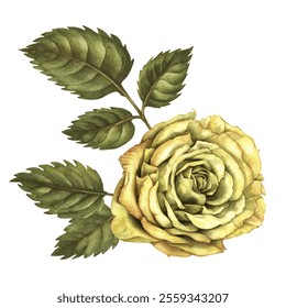 Yellow rose flower with green leaves, isolated on a white background. Watercolor botanical illustration template for wedding, birthday, mother's day, postcard, poster, wallpaper, sticker, scrapbook - Powered by Shutterstock