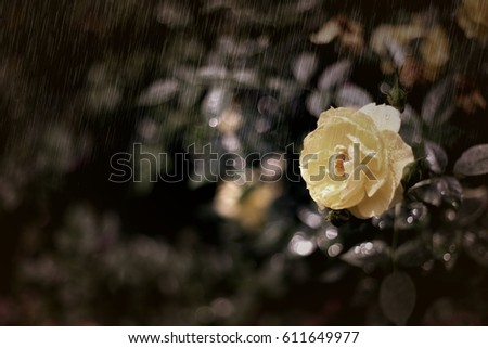 Similar – Foto Bild last roses Umwelt Natur