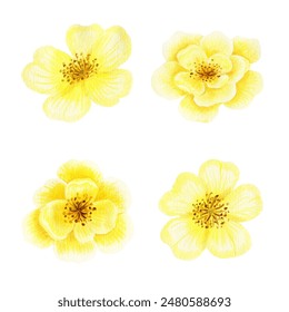 Yellow rose summer garden illustration. Gold flower hand drawn - Powered by Shutterstock