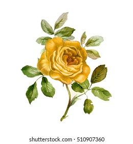 Yellow Rose In Watercolor. Branch Of Beautiful Rose  Hand Painted  Botanical Illustration.