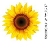 Yellow sunflowers in full bloom. flower Illustration isolated on white background. Summer yellow blossom flowers