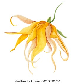 Yellow Tropical Flower Ylang Ylang Watercolor Illustration.