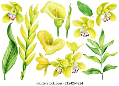 Yellow tropical flowers, callas, orchids, bromeliad. Watercolor botanical illustration on isolated white background