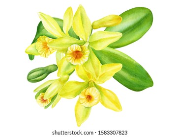 Yellow Vanilla  Orchid Flowers On An Isolated White Background, Watercolor Drawing