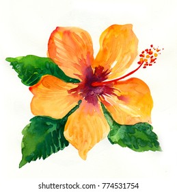 Yellow Watercolor Hibiscus.