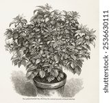 Yellow-berried Ivy from The Ivy, a Monograph (1872). Plant nature illustration. Vintage ivy plant tree art drawing illustration, old ivy tree with leaves nature painting art print.