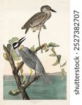 Yellow-Crowned Heron from Birds of America by John James Audubon and William Home Lizars. Vintage bird art painting illustration, bird art print illustration. Vintage Yellow-Crowned Heron artwork