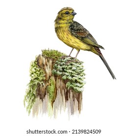 Yellowhammer bird. Watercolor realistic illustration. Yellow bunting on the mossy stump nature forest image. Hand drawn garden tiny songbird. European common avian. White background