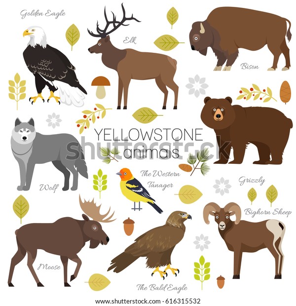 イエローストーン国立公園の動物は 透明な背景イラスト に 灰色 ムース エルク 熊 オオカミ 金ワシ バイソン ビグホーン羊 ハゲワシ 西タナゴをセットします のイラスト素材