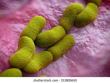 Yersinia Pestis (plague) Bacteria