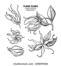 Ylang Ylang Drawing Set. Isolated Vintage Illustration Of Medical Flower. Organic Essential Oil Engraved Style Sketch. Beauty And Spa, Cosmetic Ingredient. Great For Label, Poster, Packaging Design.