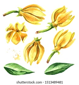 202 Ylang Ylang Essential Oil Watercolor Images, Stock Photos & Vectors ...