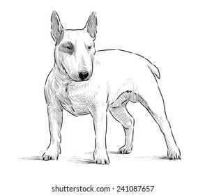 5,545 Bull terrier draw Images, Stock Photos & Vectors | Shutterstock