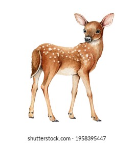 Young forest deer. Beautiful fawn image. Watercolor bambi illustration. Wild young deer animal with white back spots. Forest and park wildlife animal. Cute fawn on white background