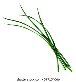 Young Green Fresh Chives Bunch Isolated, Watercolor Illustration On White