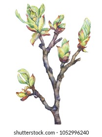 A Young Spring Branch Of A Chestnut Tree With Buds And Leaves. Watercolor Hand Drawn Painting Illustration Isolated On A White Background.
