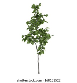 Young Tree Isolated