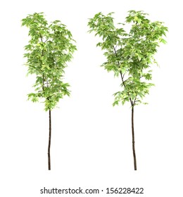 Young trees isolated