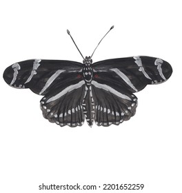 Zebra Butterfly Gouache Illustration Hand Painted Artwork Isolated On White Background