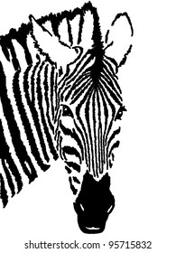 Zebra Drawingwhite Background Stock Illustration 95715832