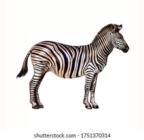 Zebra (Hippotigris) Stands, Realistic Drawing, Illustration For Encyclopedia Of Animals Of The African Savannah, Isolated Image On White Background