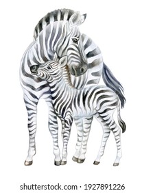 Zebra. Mom and baby isolated on white background. Watercolor. Baby zebra. Illustration. Picture. Clip-Art. Close-up. Hand drawing