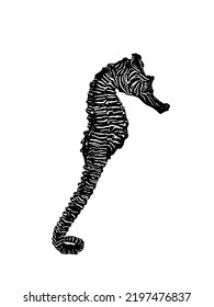 Zebra Seahorse Drawing Illustration Artwork