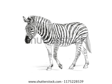 Royalty Free Stock Illustration Of Zebra Sketch Pencil Drawing Stock