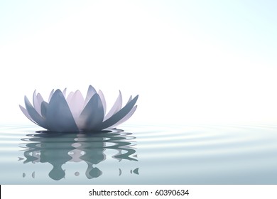 Zen flower loto in water on white background