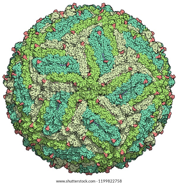 Zika virus. Atomic level structure, determined\
by cryo-EM. Causes Zika fever. Zika fever in pregnant women is\
associated with microcephaly. 3D rendering. Atoms shown as\
color-coded\
spheres.