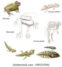 Zoology. The Amphibians. Anura. The Frogs And Toes. Bufo Bufo, Eurycea Rathbuni, Pippa Pippa And Conraua Goliath. Some Larval Phases Of A Frog.