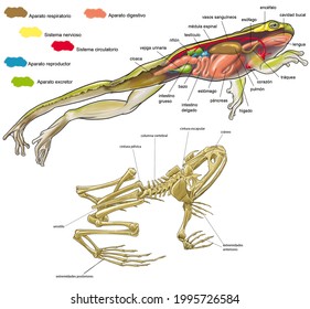 Zoology. The amphibians. Anures. The frog. Internal anatomy and skeleton of a frog.