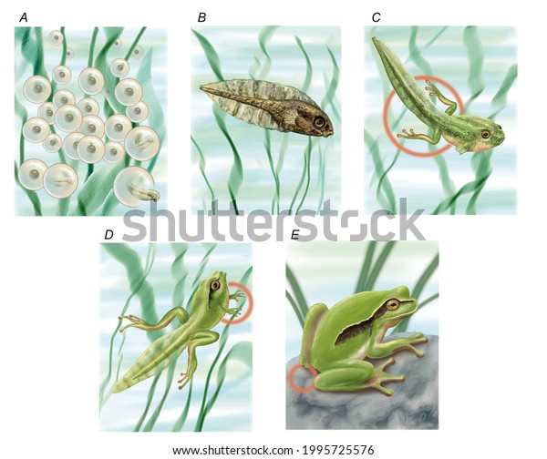 Zoology. The amphibians. Anures. Frogs.\
Reproduction in frogs, with its different phases from spawning,\
fertilization, the tadpole phase to\
adulthood.