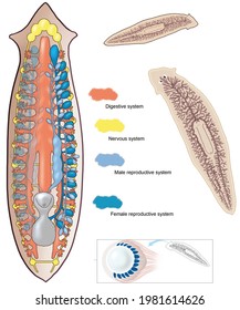 Zoology. Animal morphology. Internal anatomy of an example of a flatworm, the planaria.
