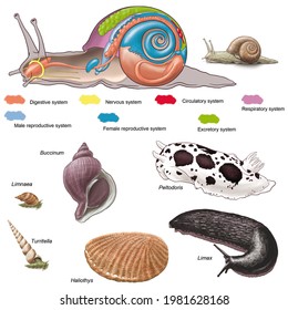 mollusca examples