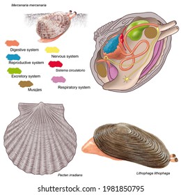 Zoology Animal Morphology Internal Anatomy Example Stock Illustration ...