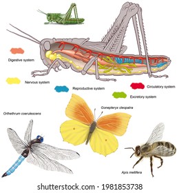 Zoology Animal Morphology Internal Anatomy Example Stock Illustration ...