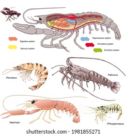 Zoology. Animal morphology. Internal anatomy of an example of an crustacean: the crayfish. And examples of the group: lobster, shrimp, prawn, langoustine